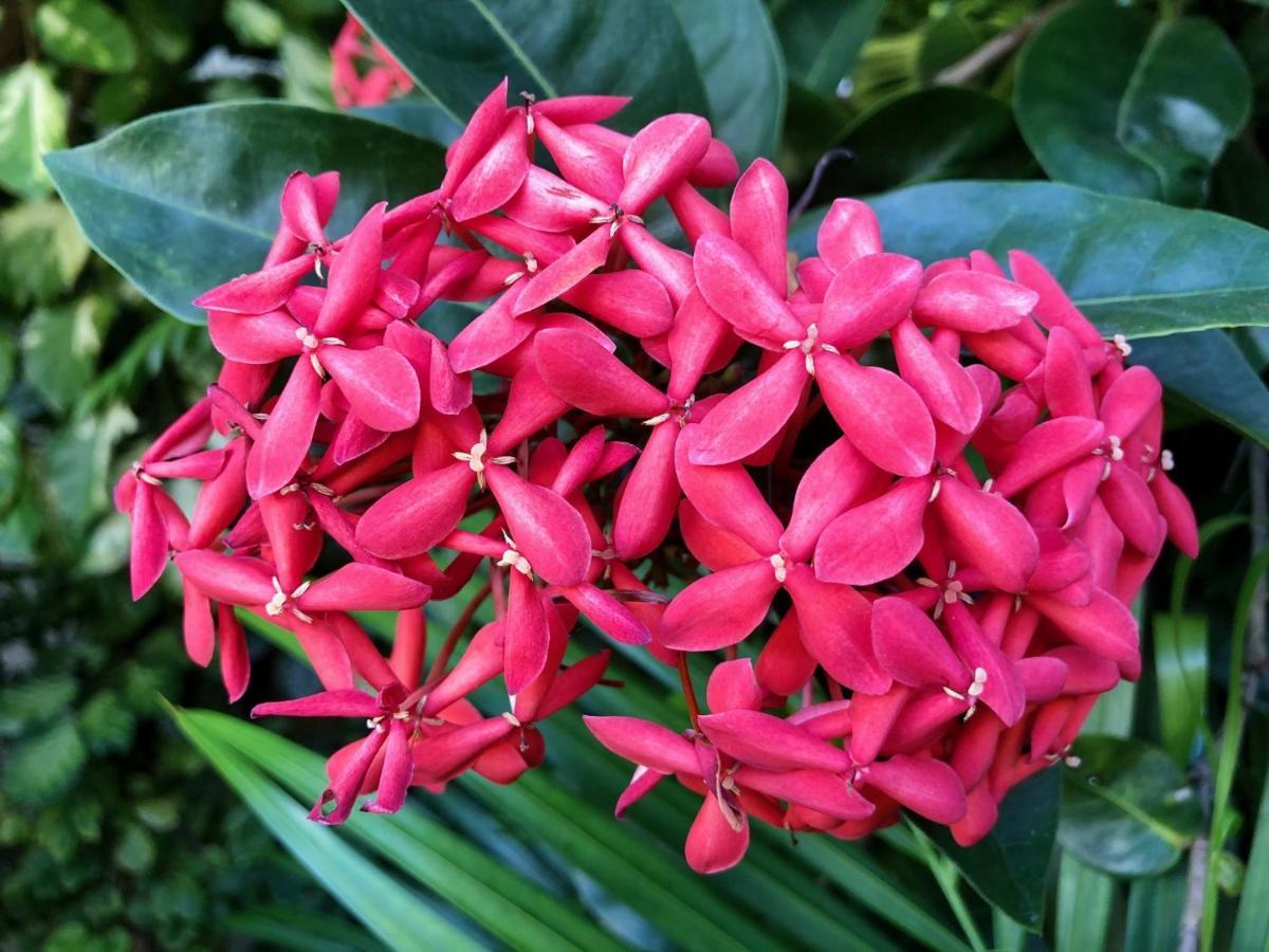 Bougainville - Hotel Pousada-Zen Salvador Luaran gambar